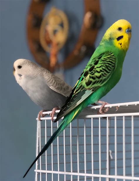 We did not find results for: Kola and Pickle | Birds, Parrot, Animals