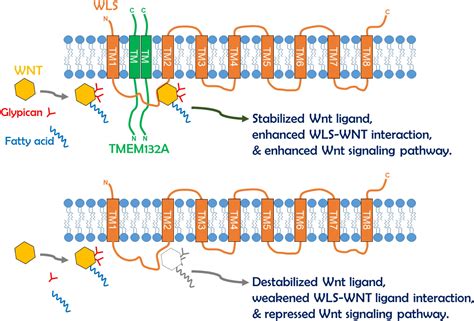 Frontiers TMEM132A A Novel Wnt Signaling Pathway Regulator Through