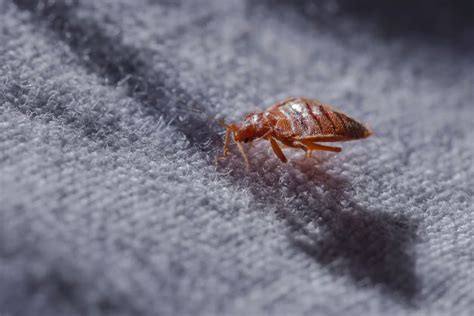 Do Bed Bugs Shed Skin Bed Bug Cleveland Ohio Bed Bug Exterminators