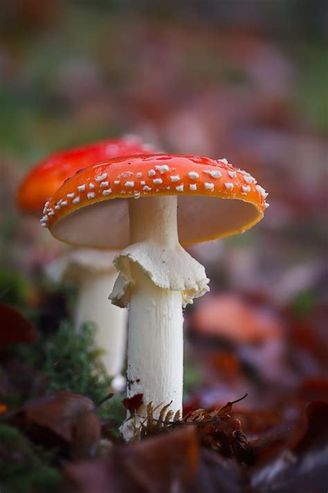 Mushroom Fungi Mushroom Art Orange Mushroom Red And White Mushroom