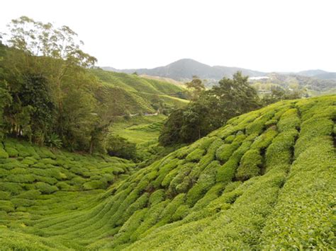 Selamat mencuba dan melancong ke cameron highland sambil. Jalan-jalan ke Tempat Menarik di Cameron Highlands