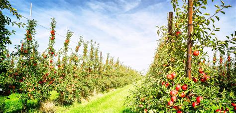 Apple Orchard Pappys Orchard