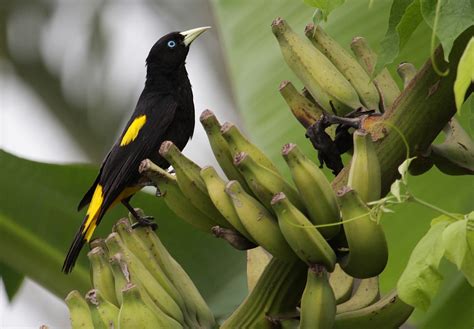 Animais Que Começam Com X