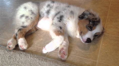 Australian Shepherd Puppy Fighting Sleep Zzzz Youtube