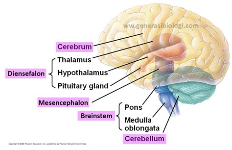 Bagian Bagian Otak Dan Fungsinya Pada Manusia Terlengkap Siap Ujian