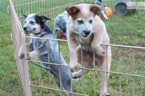 Rascal Australian Cattle Dogblue Heeler Puppy For Sale