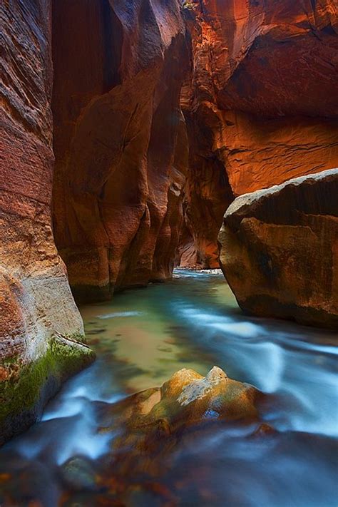 There is a lot of wildlife in zion national park and if you keep your eyes open you can see hawks, eagles, owls & bats flying around as well as deer which. Zion National Park.. been there AMAZING! | Places to go ...