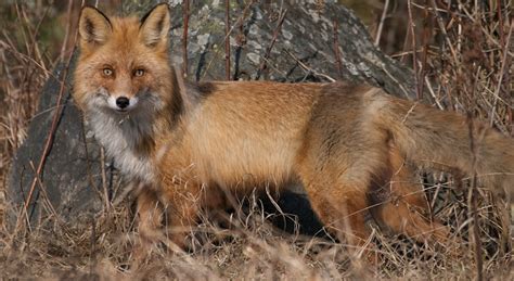 Red Tail Fox Background History Traits Facts And More