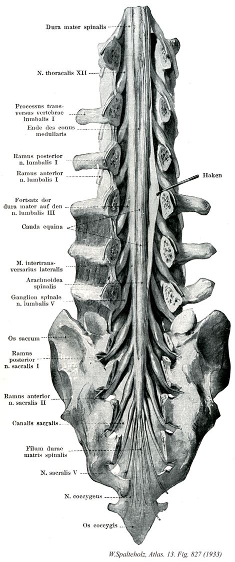 Vertebra corpus vertebrae arcus vertebrae foramen vertebrale. Terminologia Anatomica(TA)に基づく解剖学