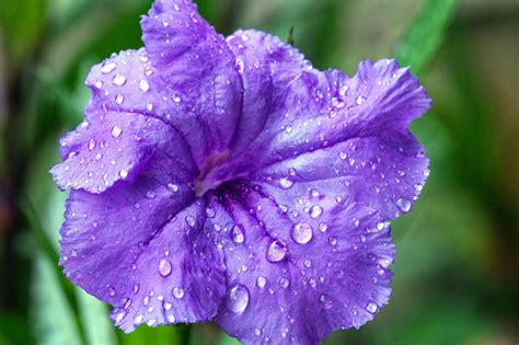 Hummers will visit hybrid petunias neither hawkmoth nor bee flowers generally produce great volumes of nectar, so it is no surprise that the hybrid petunias don't produce much. How to Grow and Care for Mexican Petunias (Purple Showers)