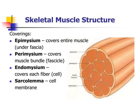 PPT - Chapter 9 The Muscular System PowerPoint Presentation, free