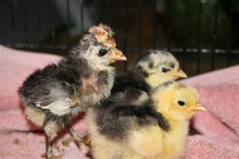 Shrink Wrap Chick Backyard Chickens Learn How To Raise Chickens