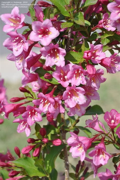 Plantfiles Pictures Weigela Minuet Weigela Florida By Grasslovers