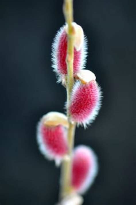 Pink Japanese Pussy Willow Mt Aso Plant Live Bush Shrubs Tree Small Starter Fast Growing Tree