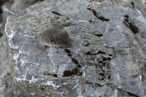 Turns Out Bigger Isnt Always Better Why Snow Voles Havent Evolved