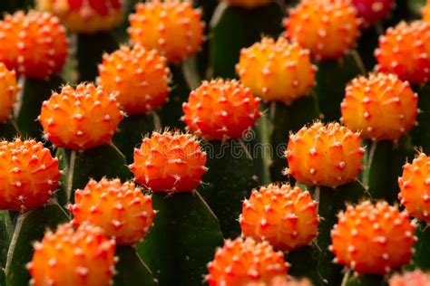 Kaktus Gymnocalycium Mihanovichii F Variegata-Orange Viele Reihen