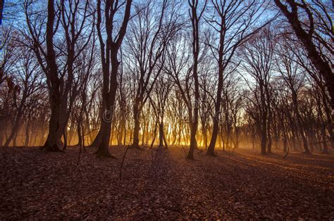 Beautiful Landscape Of Winter Forest At Sunset Time Sun