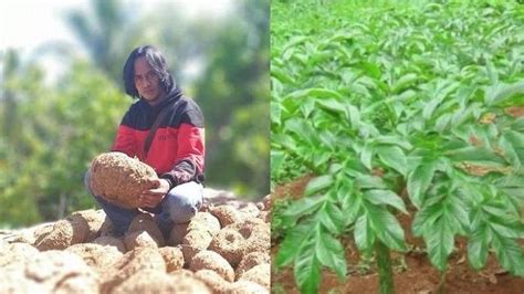 Sejumlah petani memperlihatkan contoh tanaman porang kepada warga di sugino, petani dari kecamatan girimarto, kabupaten wonogiri mengungkapkan, tanaman porang. Berkat Tanaman Liar yang Kerap Diremehkan Ini, Seorang ...