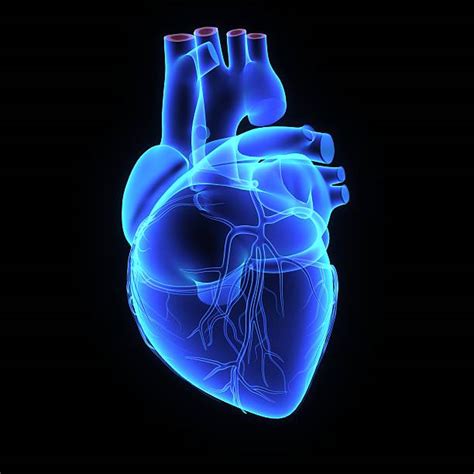 Human Heart Stock Photos Pictures And Royalty Free Images Istock
