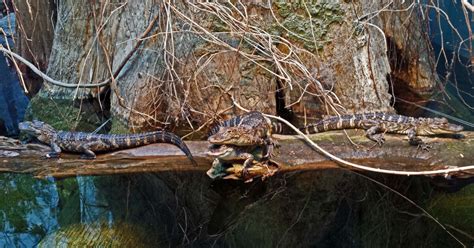 Baby Alligators Move Into The Bayou At The Tennessee Aquarium