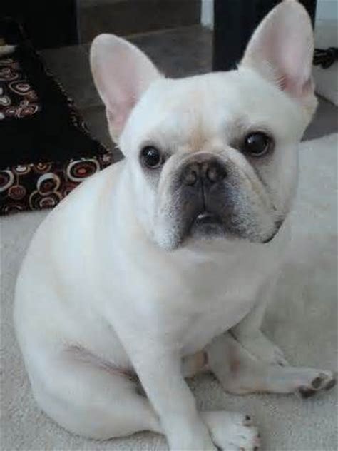 Your reputable breeder for high quality frenchies including brindles in simple terms, a pied frenchie is basically a white/eggshell colored frenchie with one or more chocolate brindle frenchies have brown to light brown noses and nails and a variety of gorgeous. adult white french bulldog - Bing Images | French Bulldogs ...