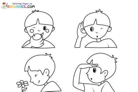 Coloriage Les 5 Sens à imprimer