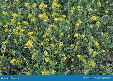 Alfalfa Bloom Yellow Medicago Falcata Stock Photo Image Of Flowers