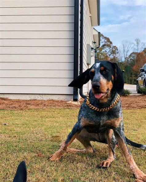 15 Reasons Why Coonhounds Make Great Pets Pettime