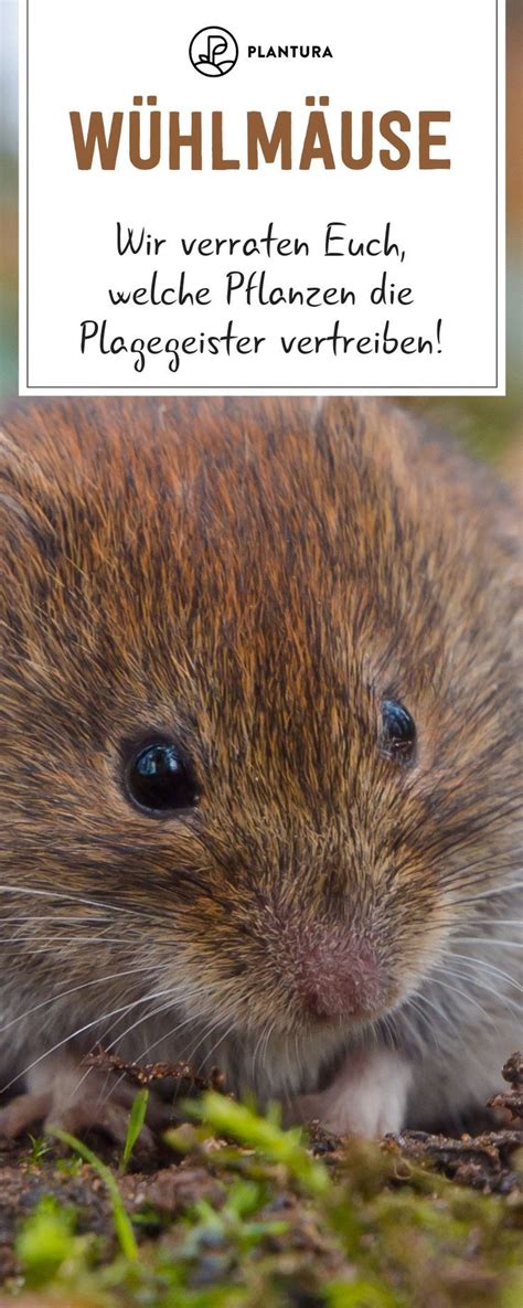 Die insekten vermehren sich explosionsartig und verursachen große schäden an den pflanzen im garten. Pflanzen gegen Wühlmäuse: Was hilft wirklich? - Plantura ...