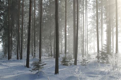 Free Picture Snow Winter Fog Wood Tree Mist Frost Cold Nature