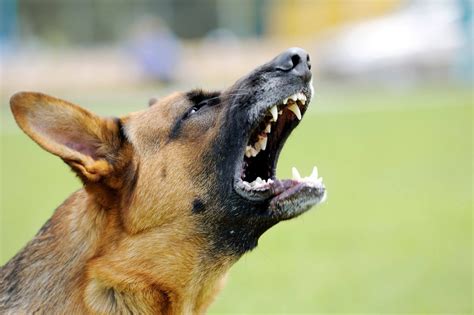 Noise Anxiety In Dogs How To Help Your Dog Overcome It Tractive