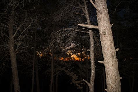 Free Images Tree Nature Forest Branch Light Night Sunlight