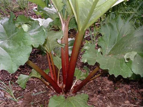 Ornamental Rhubarb — Veggie Gardening Tips
