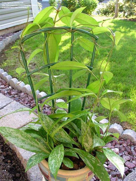 Leaves can be hairy or smooth and may have silvery spots. PlantFiles Pictures: Hoya, Wax Plant, Porcelain Flower ...