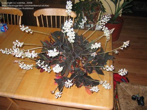 Many of these species grow in rainforests, from south east asia to east asia. PlantFiles Pictures: Species Orchid, Ludisia, Jewel Orchid ...
