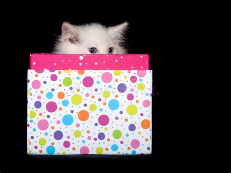 Cute Kitten Peeking Out Of T Box Stock Photo Image Of Kitten