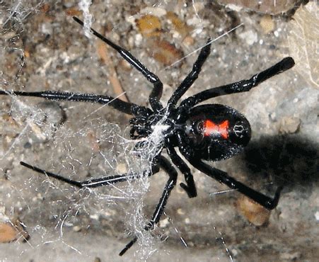 The black widow spider can be found on every continent except antarctica. Exploring the global animal biodiversity in the search for ...