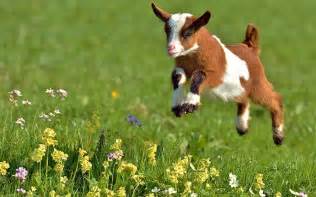 Baby Goat Pictures Cute Goats Baby Animals