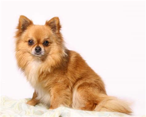 Long Hair Chihuahua Bonbon Chihuahuas