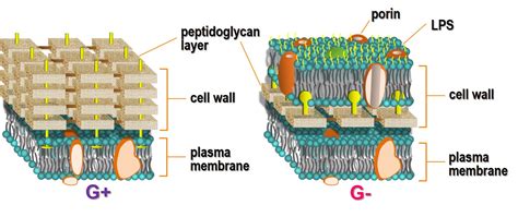 Bacterial Cell Wall