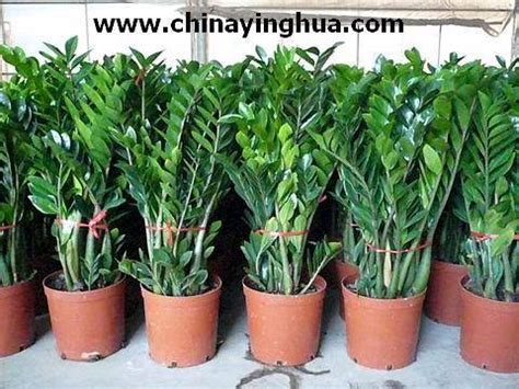 Succulent plants are so popular these days, especially as potted displays for decorating window sills or balconies. Zamioculcas Zamiifolia-Money Tree-Indoor Plants-Bonsai ...