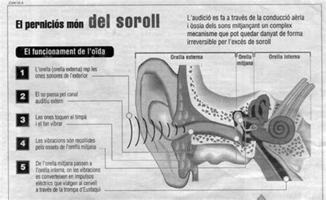 La Percepción Del Sonido Comercializadora Pia