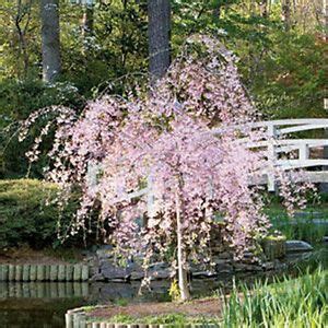 The leaves of this flowering plant are a gorgeous bronze when young, before turning red with the spring, and light green in summer. DWARF PINK WEEPING CHERRY TREE ** 1 FT** BLOOMING ...