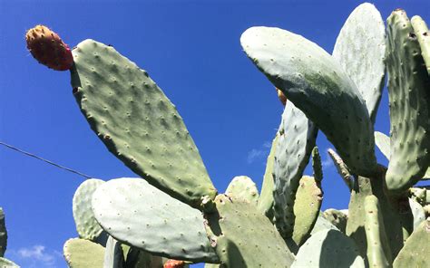 I fichi d'india vengono mangiati negli stati uniti in messico e anche nei paesi europei e in tutti quelli che si affacciano sul mediterraneo. Fico d'India, quando in terrazzo si coltiva l'allegria ...