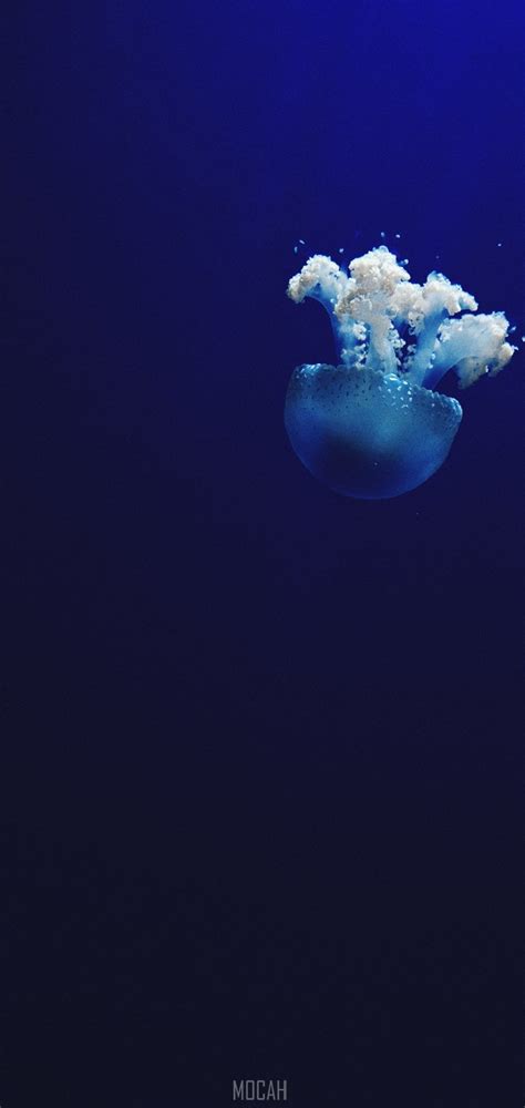 288724 Jellyfish Underwater Ocean And Blue Hd Oppo A7 Screensaver Hd
