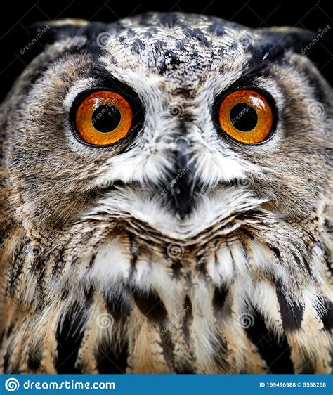 Owl Portraits Owl Look Stock Photo Image Of Beast 169496988