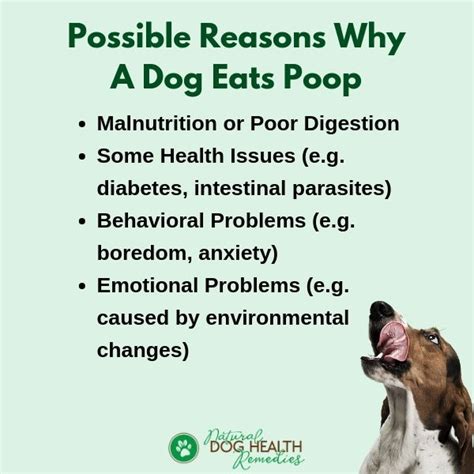 How Can I Stop A Dog From Eating Poop