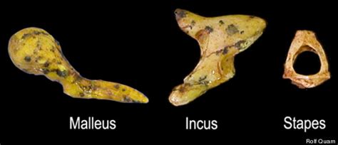 Ear Bone Fossils Expected To Yield Key Clues About Human Evolution