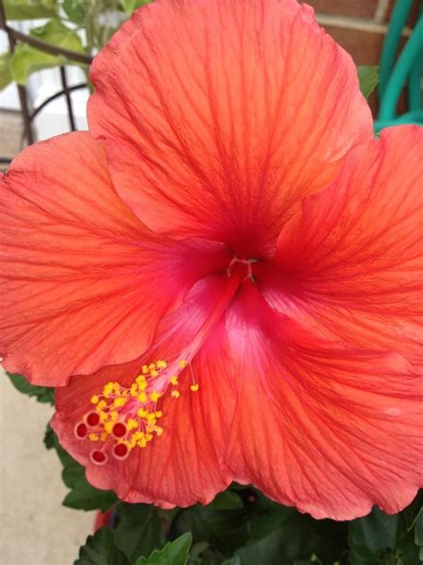 Lotería tradicional de puerto rico. Flor de Maga
