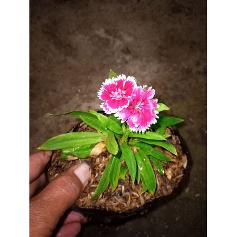Jual Tanaman Hias Anyelir Bunga Merah Putih Shopee Indonesia
